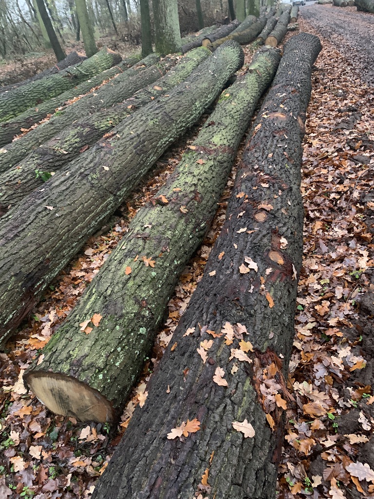 Red Oak Logs Bnpwood