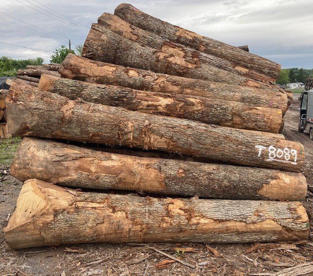 White Oak Logs Bnpwood